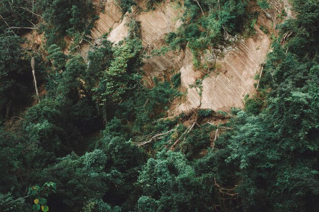 写真 岩の上で育つ植物