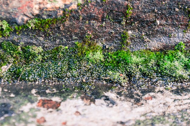 写真 岩の上で育つ植物