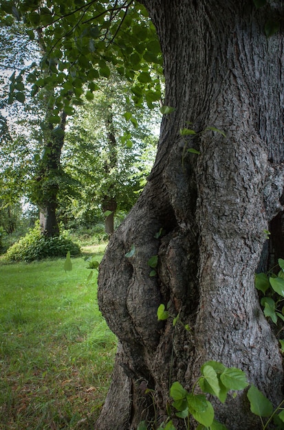 写真 木の幹で育つ植物