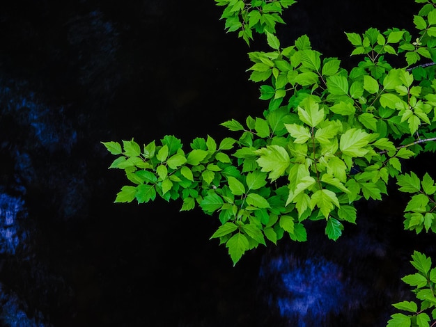 写真 木の上で育つ植物