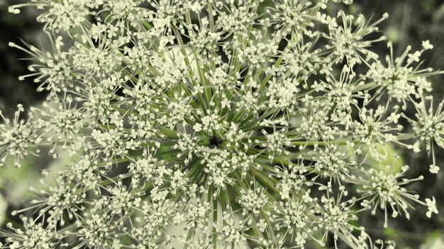 写真 外で育つ植物