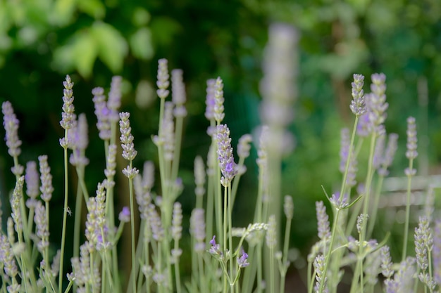 Photo plants growing outdoors