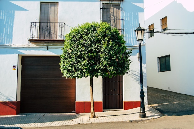 建物の外で育つ植物