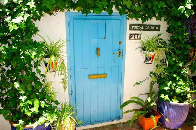 Photo plants growing outside house