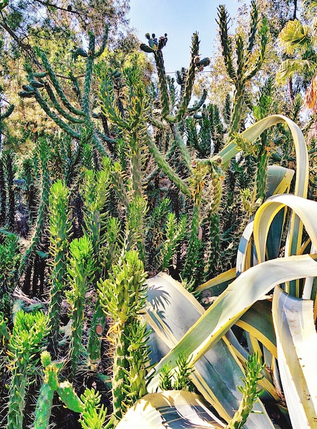 Foto piante che crescono nel parco