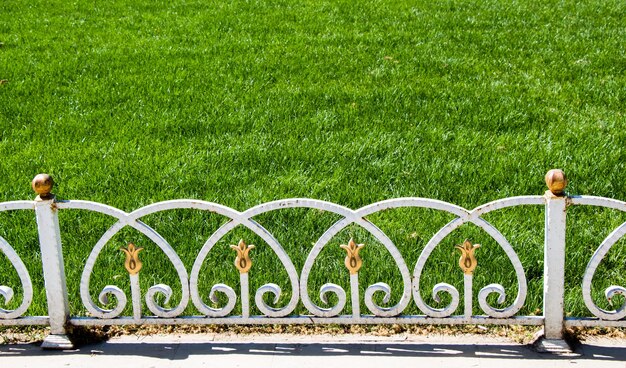 Plants growing in park