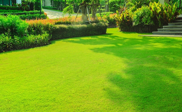 Photo plants growing in park