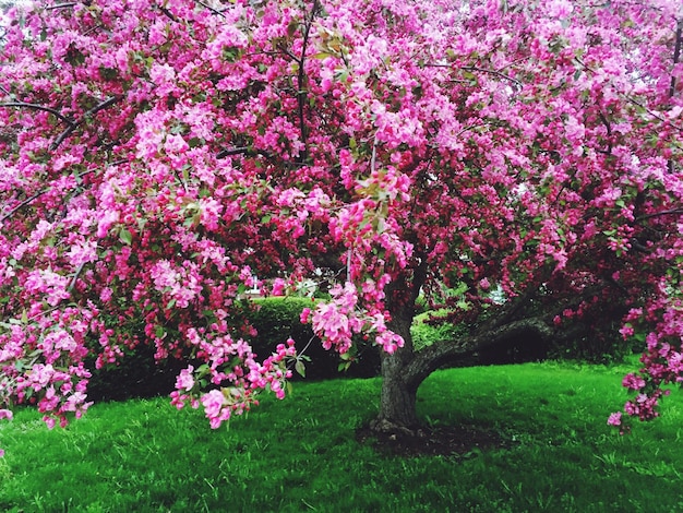 Photo plants growing in park