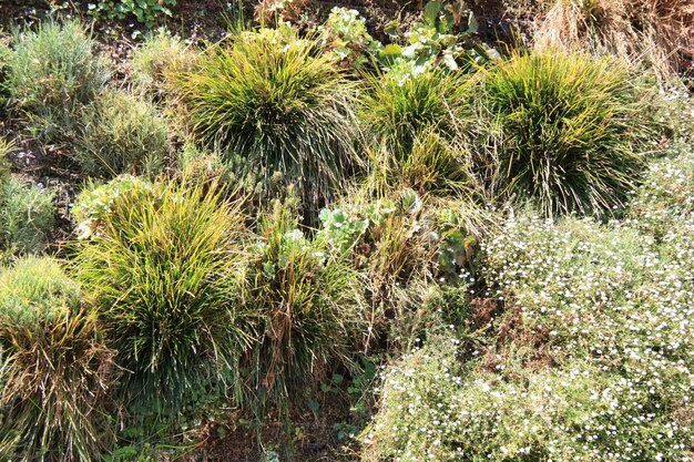 Foto piante che crescono nel parco