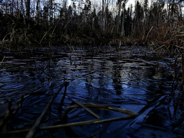 Foto piante che crescono nello stagno della foresta