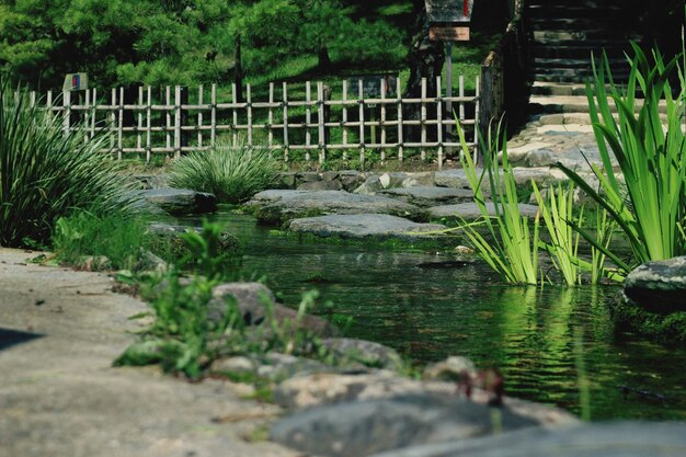 Photo plants growing in pond at park