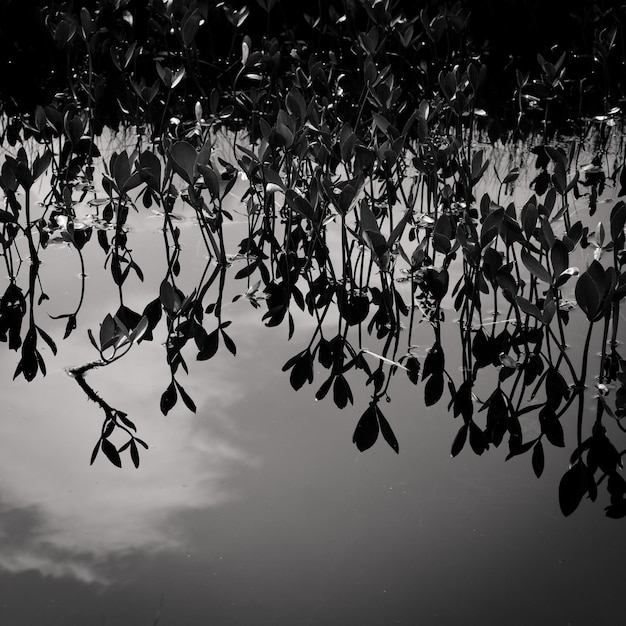 Photo plants growing in pond