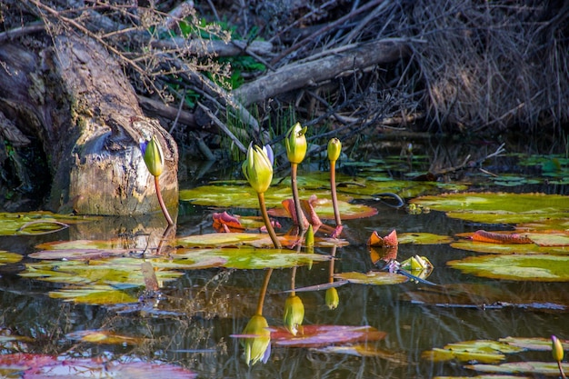 Photo plants growing in pond