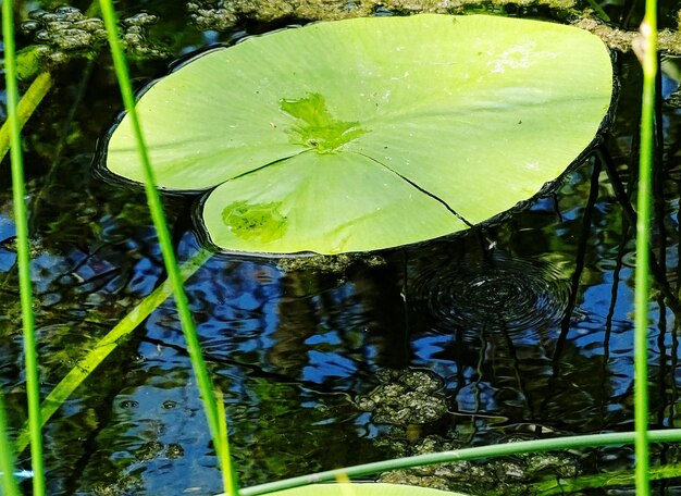 Photo plants growing in pond