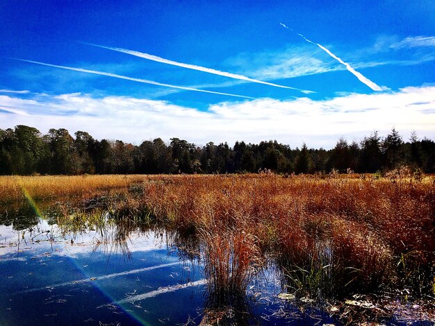 Plants growing on river against vapor trails in sky