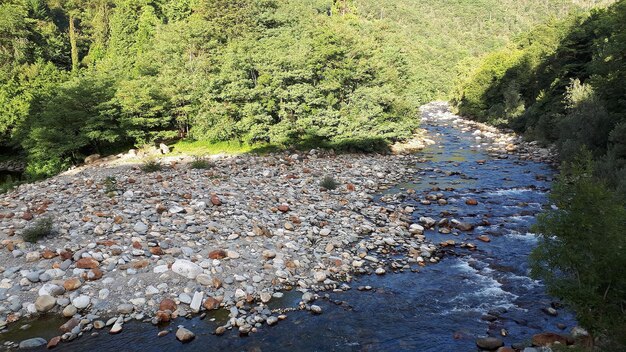 Plants growing in river