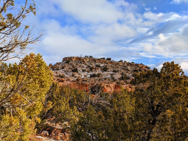 Photo plants growing on rock against sky