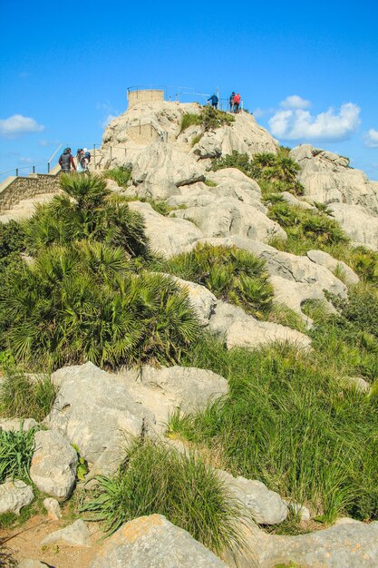 Plants growing on rock against sky