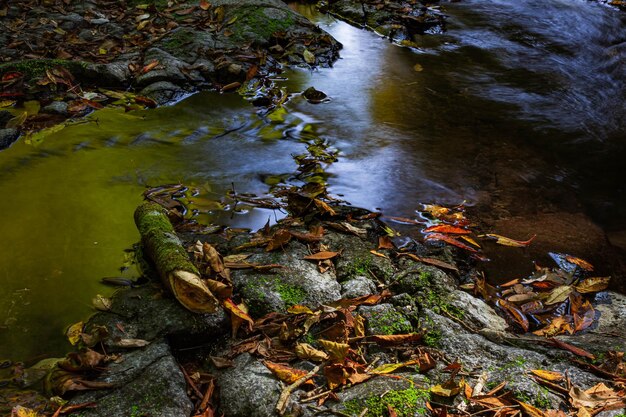 Plants growing on rock in river