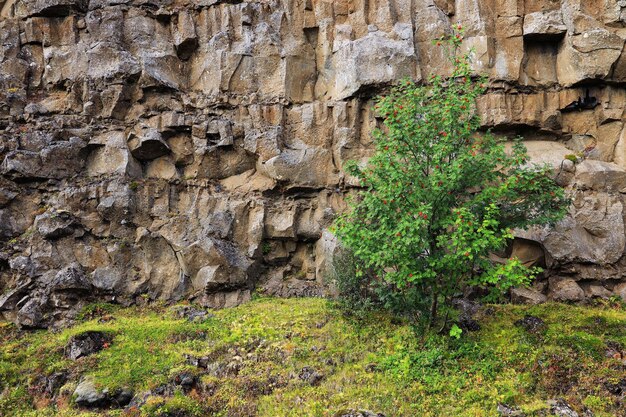 Photo plants growing on rock