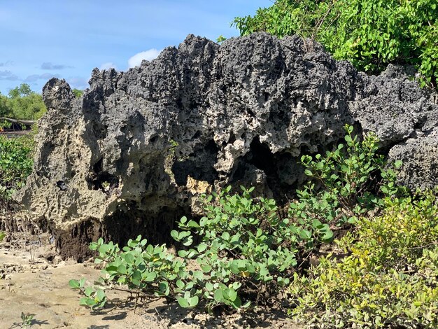 Plants growing on rock