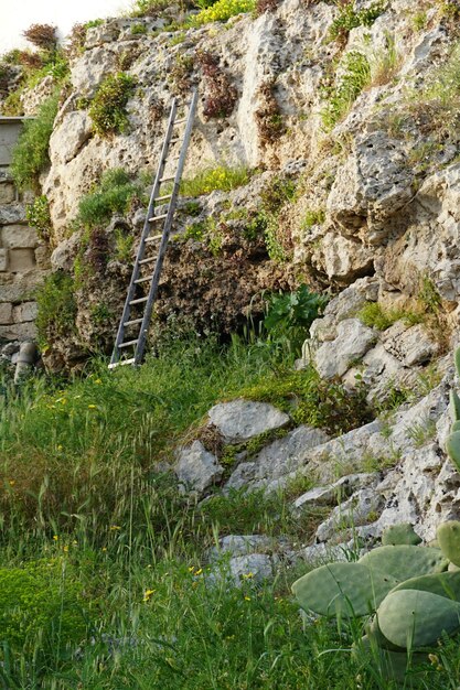 Photo plants growing on rock