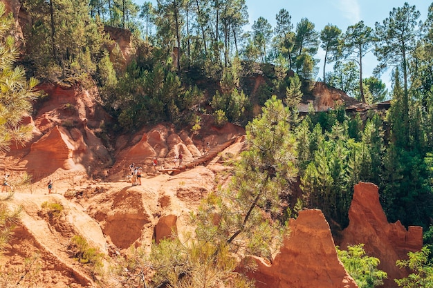 Foto piante che crescono sulla roccia