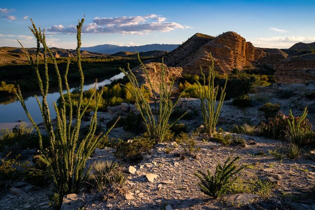 Plants growing on rocks against sky