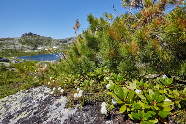 Plants growing on rocks by sea against clear sky