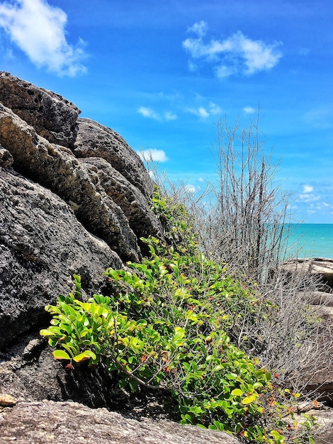 Plants growing on rocks by sea against sky