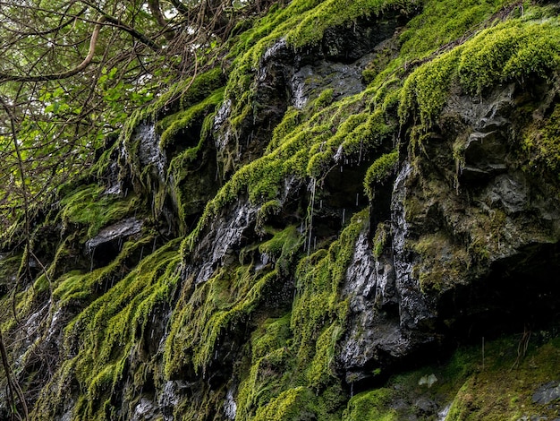 Plants growing on rocks in forest