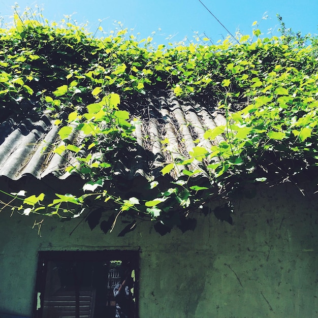 Photo plants growing on roof of building