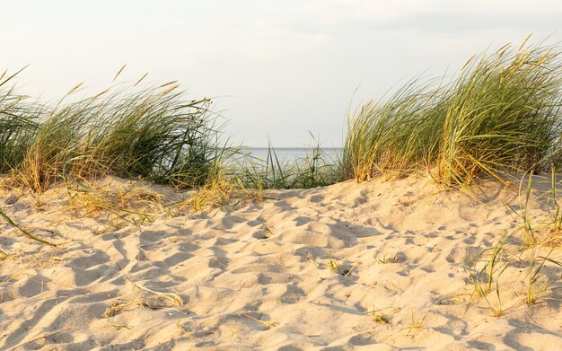 Plants growing on sand at beach against sky