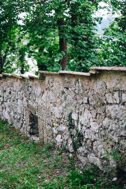 Foto piante che crescono su pareti di pietra