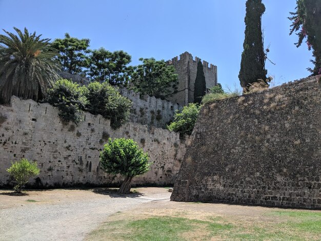 Foto piante che crescono su un muro di pietra