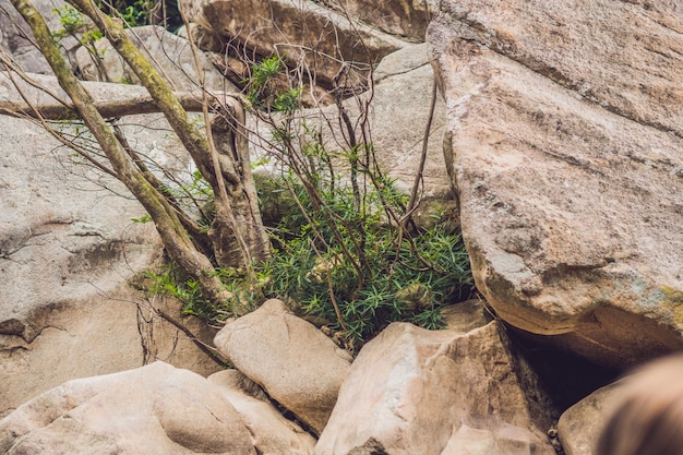 Plants growing through stones