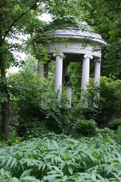 Photo plants growing on tree trunk