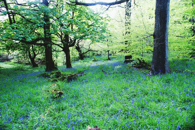 Photo plants growing on tree trunk