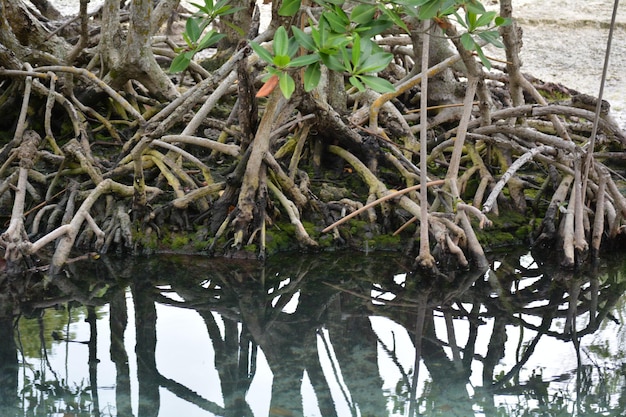 Photo plants growing on tree trunk