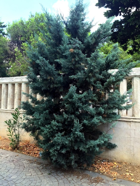 Foto piante che crescono sul tronco dell'albero