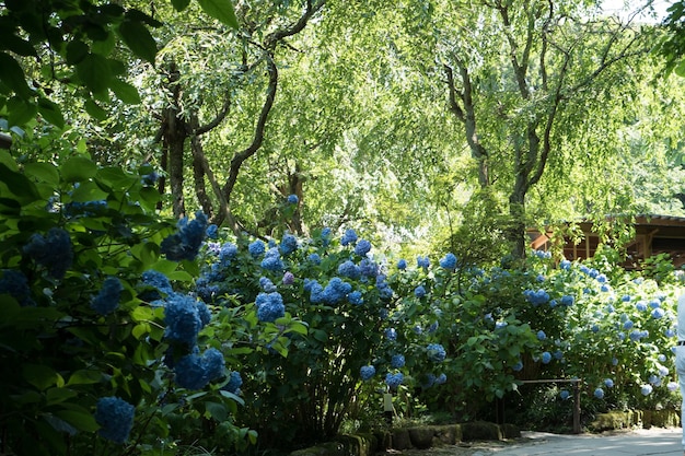 Plants growing on tree