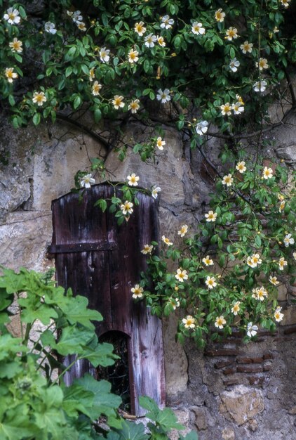 Plants growing on a tree