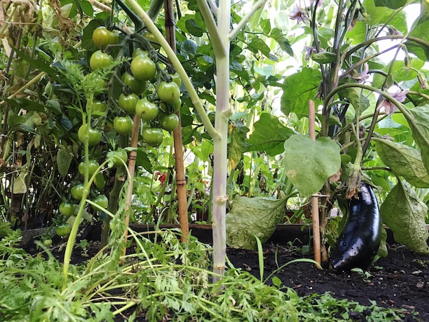 Plants growing on a tree