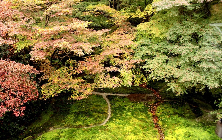 Photo plants growing on tree