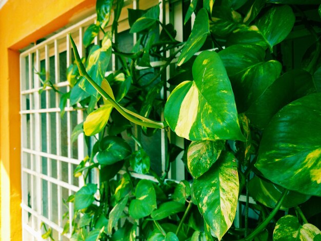 Plants growing on a tree