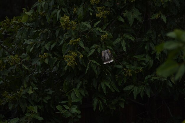 Plants growing on a tree