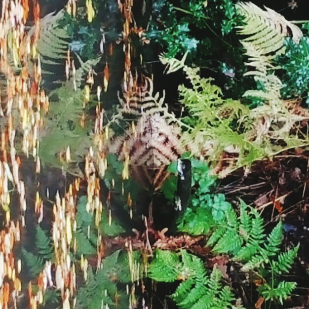 Foto piante che crescono su un albero