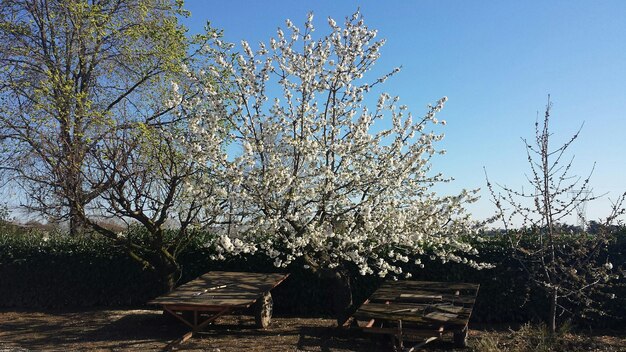 Foto piante che crescono sugli alberi