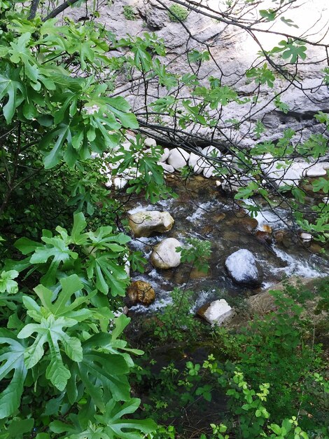 Plants growing on tree