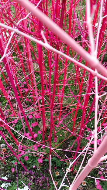 Photo plants growing on tree